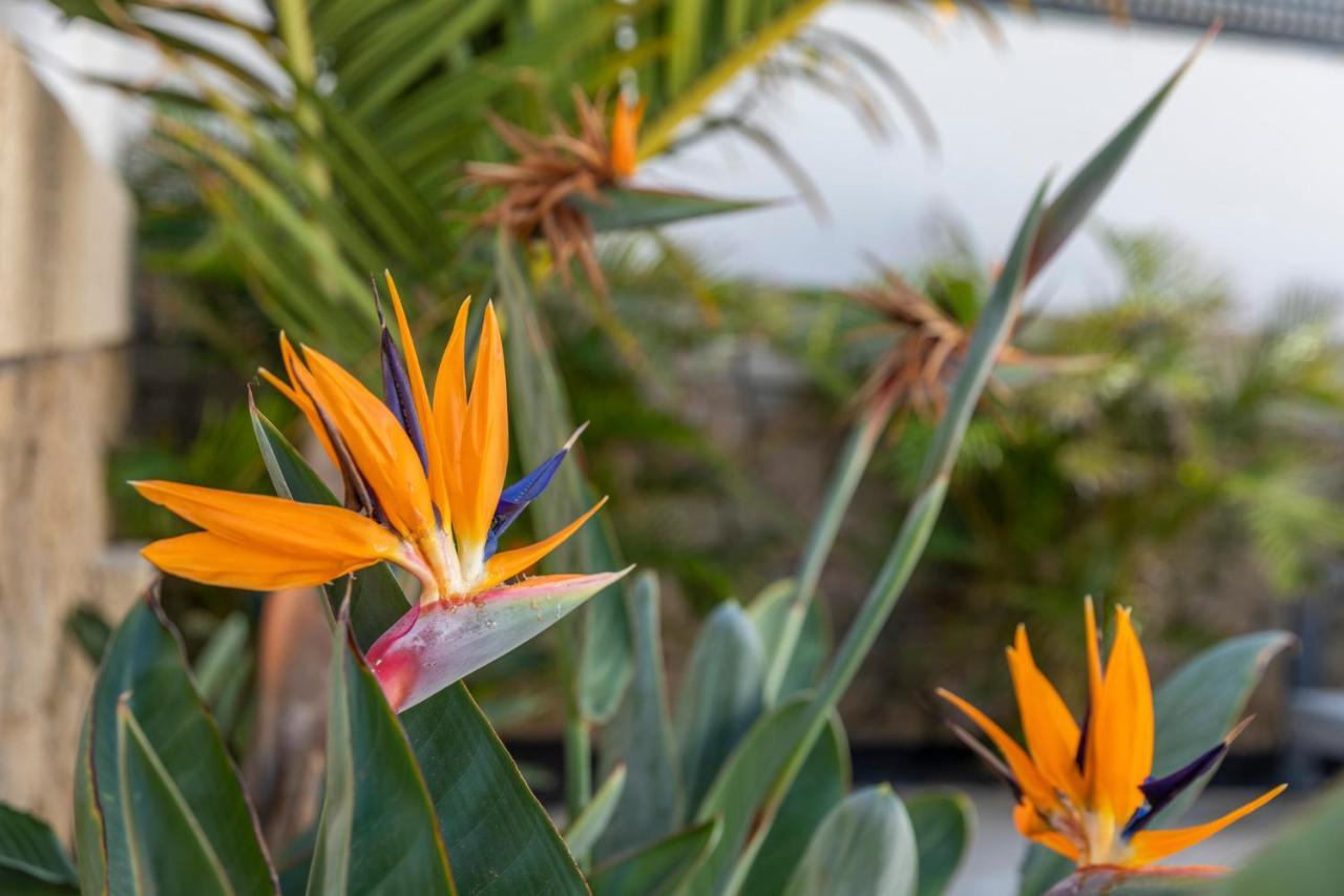 Medano4You The Strelitzia Holiday Home El Médano المظهر الخارجي الصورة